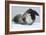 Leopard Seal-Louise Murray-Framed Photographic Print