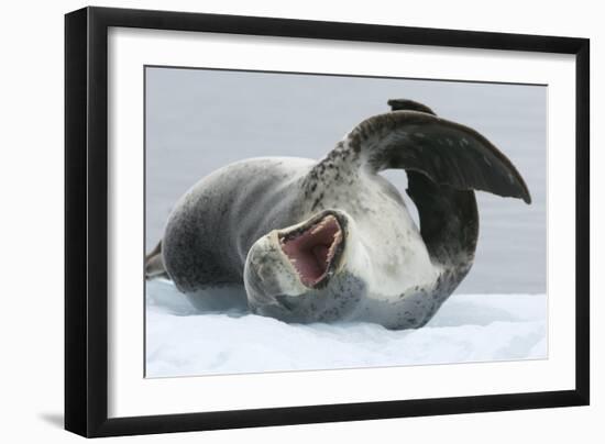 Leopard Seal-Louise Murray-Framed Photographic Print