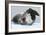 Leopard Seal-Louise Murray-Framed Photographic Print