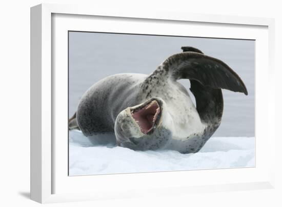 Leopard Seal-Louise Murray-Framed Photographic Print