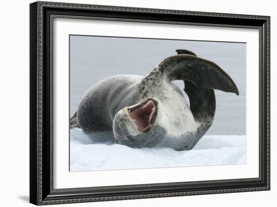 Leopard Seal-Louise Murray-Framed Photographic Print