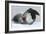 Leopard Seal-Louise Murray-Framed Photographic Print