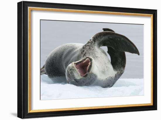 Leopard Seal-Louise Murray-Framed Photographic Print