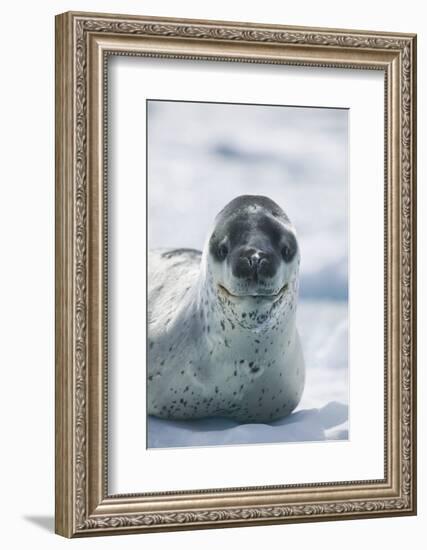 Leopard Seal-DLILLC-Framed Photographic Print