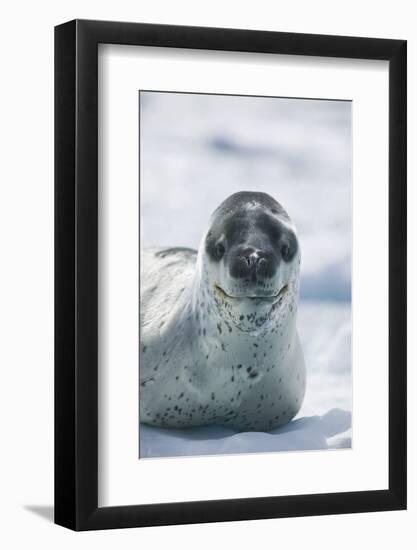 Leopard Seal-DLILLC-Framed Photographic Print