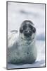 Leopard Seal-DLILLC-Mounted Photographic Print