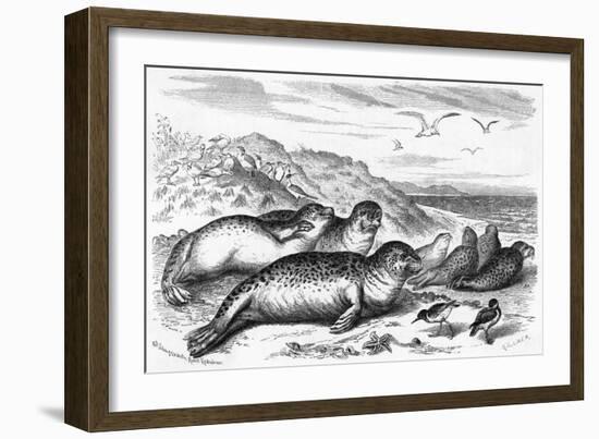 Leopard Seal-Robert Kretschner-Framed Art Print