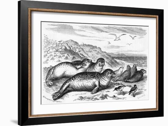 Leopard Seal-Robert Kretschner-Framed Art Print