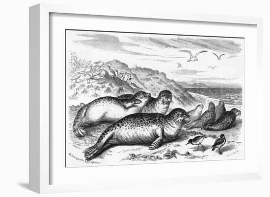 Leopard Seal-Robert Kretschner-Framed Art Print