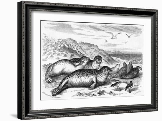 Leopard Seal-Robert Kretschner-Framed Art Print