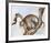 Leopard Silohuette-Caroline Schultz-Framed Collectable Print