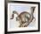 Leopard Silohuette-Caroline Schultz-Framed Collectable Print