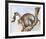 Leopard Silohuette-Caroline Schultz-Framed Collectable Print