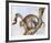 Leopard Silohuette-Caroline Schultz-Framed Collectable Print