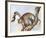 Leopard Silohuette-Caroline Schultz-Framed Collectable Print