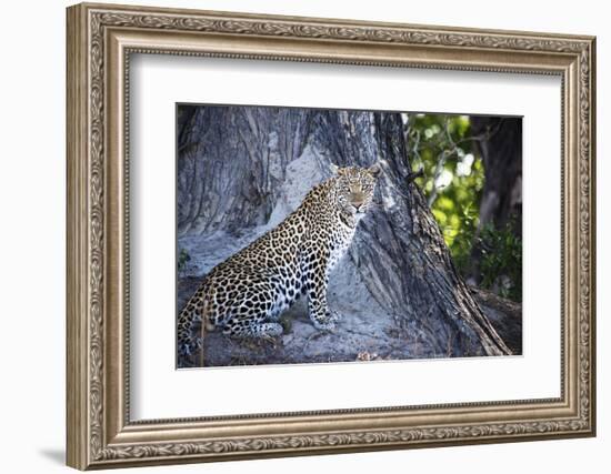 Leopard Sitting by Tree Trunk Looking Out-Sheila Haddad-Framed Photographic Print