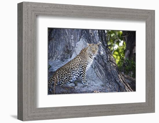 Leopard Sitting by Tree Trunk Looking Out-Sheila Haddad-Framed Photographic Print