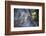 Leopard Sitting by Tree Trunk Looking Out-Sheila Haddad-Framed Photographic Print