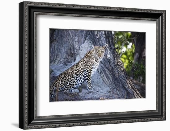 Leopard Sitting by Tree Trunk Looking Out-Sheila Haddad-Framed Photographic Print