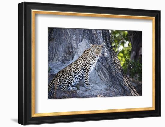 Leopard Sitting by Tree Trunk Looking Out-Sheila Haddad-Framed Photographic Print