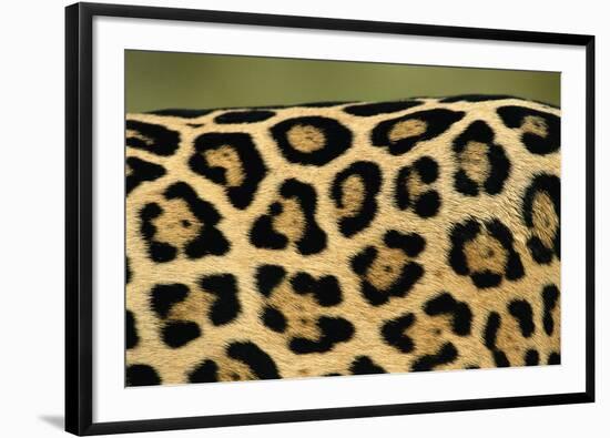 Leopard Spots-Staffan Widstrand-Framed Giclee Print