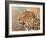 Leopard study 3-David Stribbling-Framed Art Print