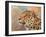 Leopard study 3-David Stribbling-Framed Art Print