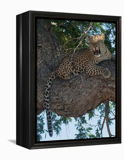 Leopard Territory-Scott Bennion-Framed Stretched Canvas