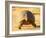 Leopard Tortoise, Addo Elephant National Park, South Africa, Africa-James Hager-Framed Photographic Print