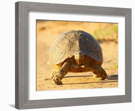 Leopard Tortoise, Addo Elephant National Park, South Africa, Africa-James Hager-Framed Photographic Print