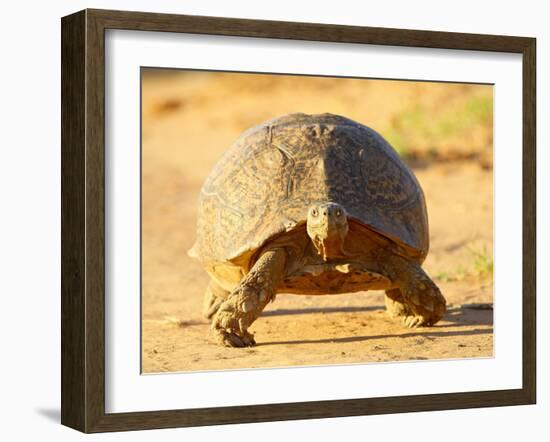 Leopard Tortoise, Addo Elephant National Park, South Africa, Africa-James Hager-Framed Photographic Print