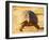 Leopard Tortoise, Addo Elephant National Park, South Africa, Africa-James Hager-Framed Photographic Print