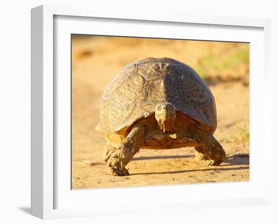 Leopard Tortoise, Addo Elephant National Park, South Africa, Africa-James Hager-Framed Photographic Print