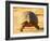 Leopard Tortoise, Addo Elephant National Park, South Africa, Africa-James Hager-Framed Photographic Print