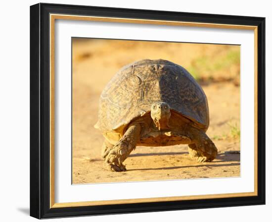 Leopard Tortoise, Addo Elephant National Park, South Africa, Africa-James Hager-Framed Photographic Print