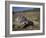 Leopard Tortoise, Geochelone Pardalis, in Namaqua National Park, Northern Cape, South Africa-Steve & Ann Toon-Framed Photographic Print