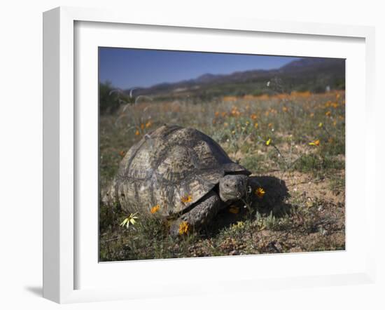 Leopard Tortoise, Geochelone Pardalis, in Namaqua National Park, Northern Cape, South Africa-Steve & Ann Toon-Framed Photographic Print