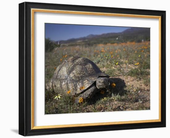 Leopard Tortoise, Geochelone Pardalis, in Namaqua National Park, Northern Cape, South Africa-Steve & Ann Toon-Framed Photographic Print