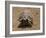 Leopard Tortoise (Geochelone Pardalis), Kruger National Park, South Africa, Africa-James Hager-Framed Photographic Print