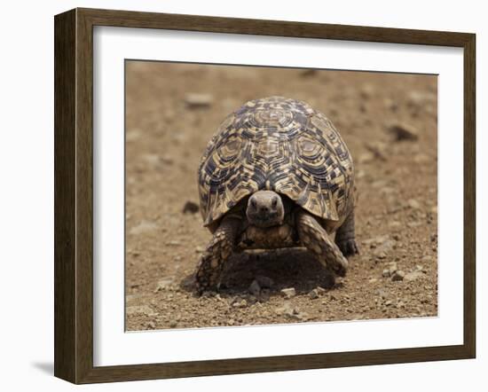 Leopard Tortoise (Geochelone Pardalis), Kruger National Park, South Africa, Africa-James Hager-Framed Photographic Print