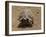 Leopard Tortoise (Geochelone Pardalis), Kruger National Park, South Africa, Africa-James Hager-Framed Photographic Print