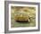 Leopard Tortoise (Geochelone Pardalis) Running-Jane Burton-Framed Photographic Print