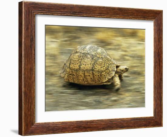 Leopard Tortoise (Geochelone Pardalis) Running-Jane Burton-Framed Photographic Print