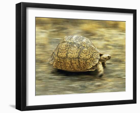 Leopard Tortoise (Geochelone Pardalis) Running-Jane Burton-Framed Photographic Print