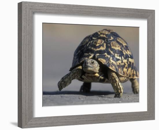 Leopard Tortoise, Savuti Marsh, Chobe National Park, Botswana-Paul Souders-Framed Photographic Print