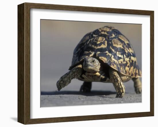 Leopard Tortoise, Savuti Marsh, Chobe National Park, Botswana-Paul Souders-Framed Photographic Print