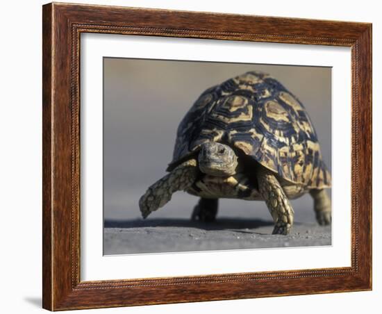 Leopard Tortoise, Savuti Marsh, Chobe National Park, Botswana-Paul Souders-Framed Photographic Print