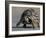 Leopard Tortoise, Savuti Marsh, Chobe National Park, Botswana-Paul Souders-Framed Photographic Print