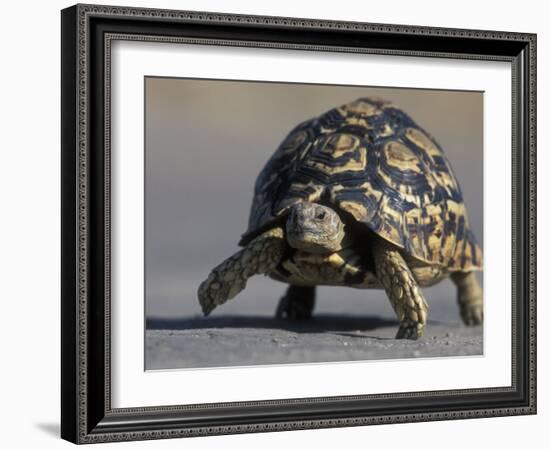 Leopard Tortoise, Savuti Marsh, Chobe National Park, Botswana-Paul Souders-Framed Photographic Print
