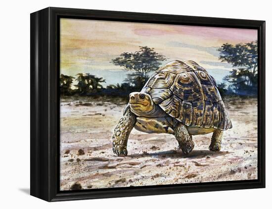 Leopard Tortoise (Stigmochelys Pardalis or Testudo Pardalis), Testudinidae-null-Framed Premier Image Canvas